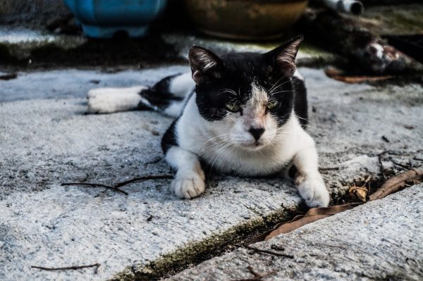 Streunerkatze – Bild von Najib Zamri / Pixabay Streunerkatze – Bild von Najib Zamri / Pixabay