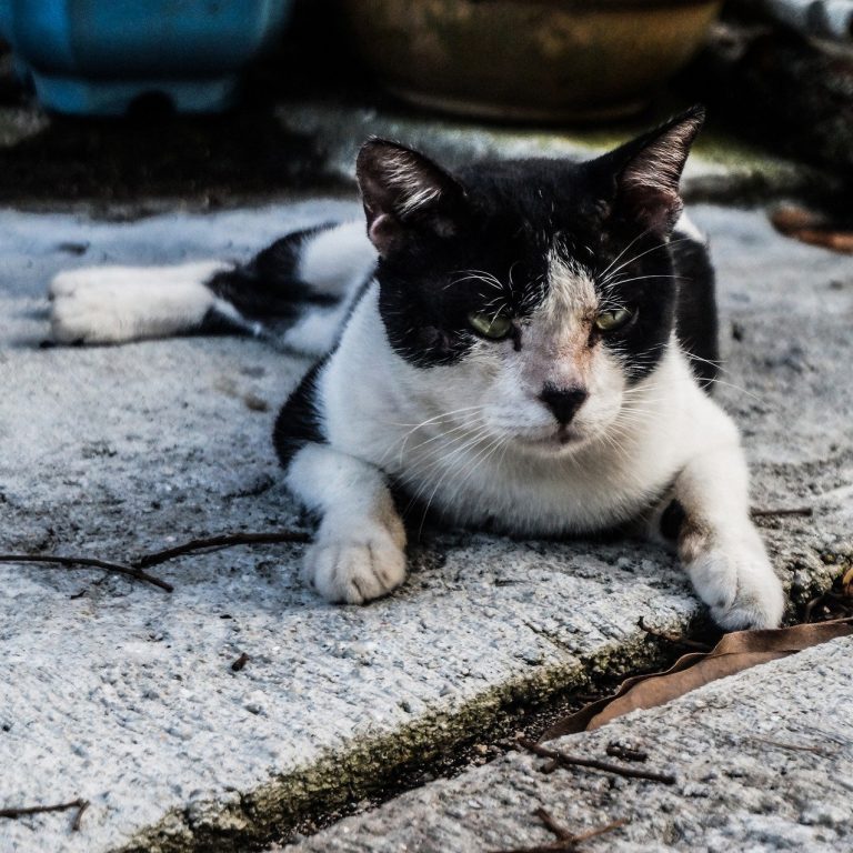 Streunerkatze – Bild von Najib Zamri / Pixabay